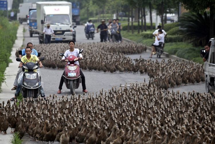 Masalah di jalan, menyebalkan sampai menggelikan