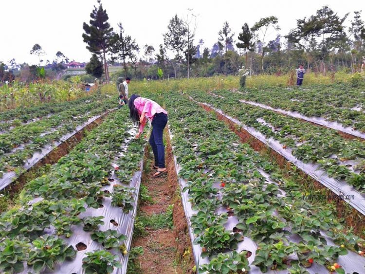 Kebun Stroberi di Pratin