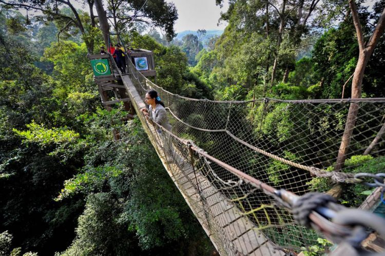 Jembatan Tajuk di Bukit Bangkirai.