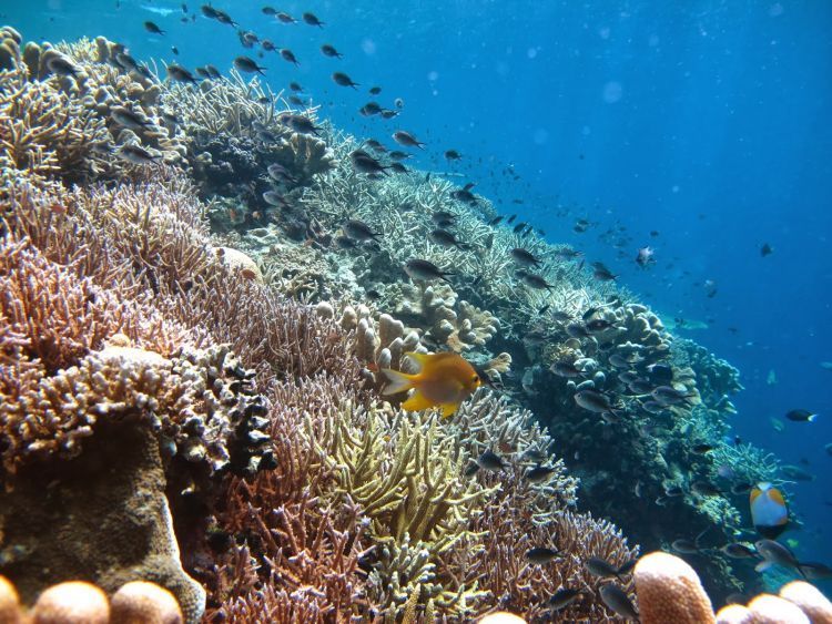 Eksotisme alam bawah laut Derawan