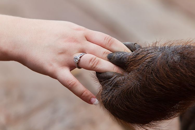 Berbagi dengan orangutan di Tanjung Puting