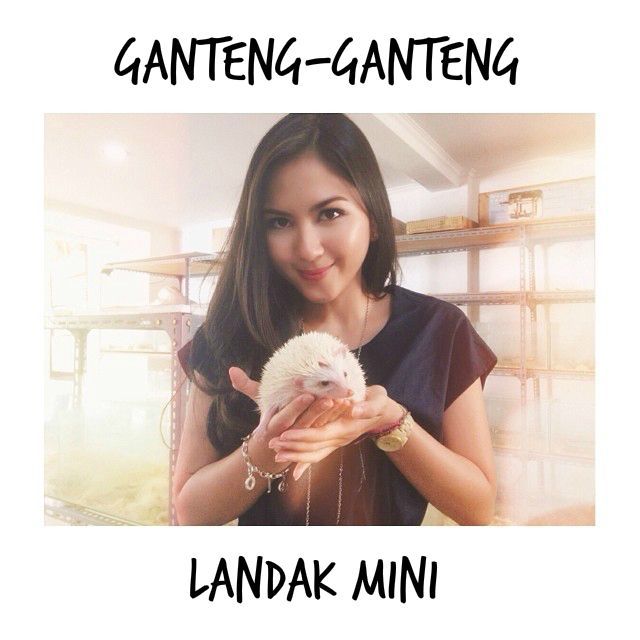 Ganteng-ganteng landak mini