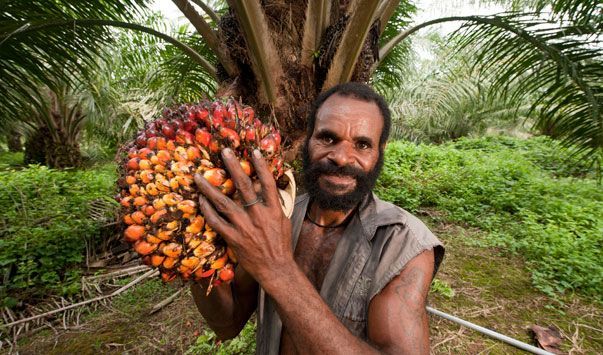 Sudah merambah ke Papua dan Papua Nugini