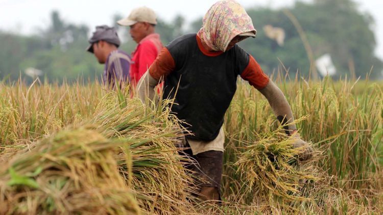 9 Kedamaian Kehidupan Desa yang Selalu Mampu Membuatmu Merindu