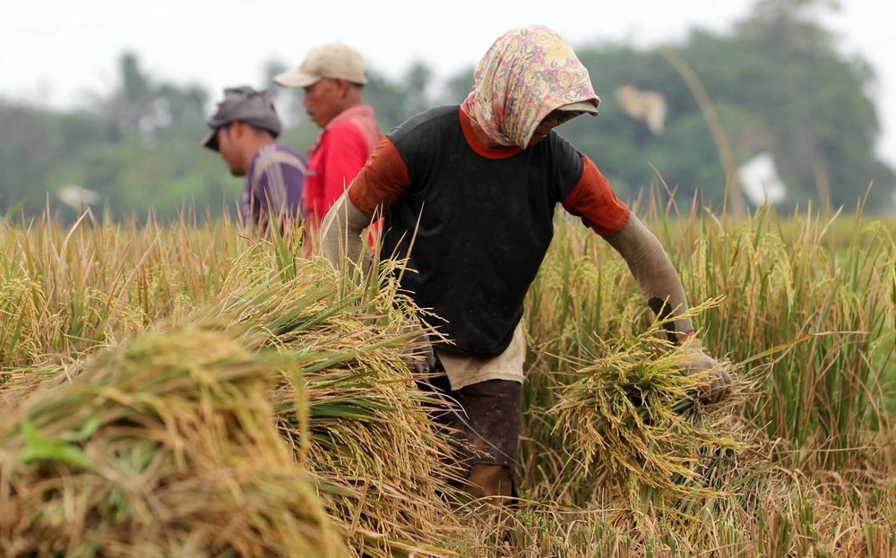 9 Kedamaian Kehidupan Desa yang Selalu Mampu Membuatmu Merindu