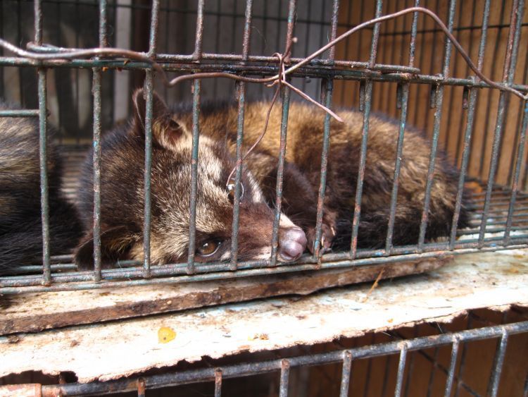 Kondisi Kandang luwak yang memprihatinkan