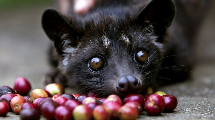 Ingat Kawan, Luwak Bukanlah Mesin Penggiling Kopi!