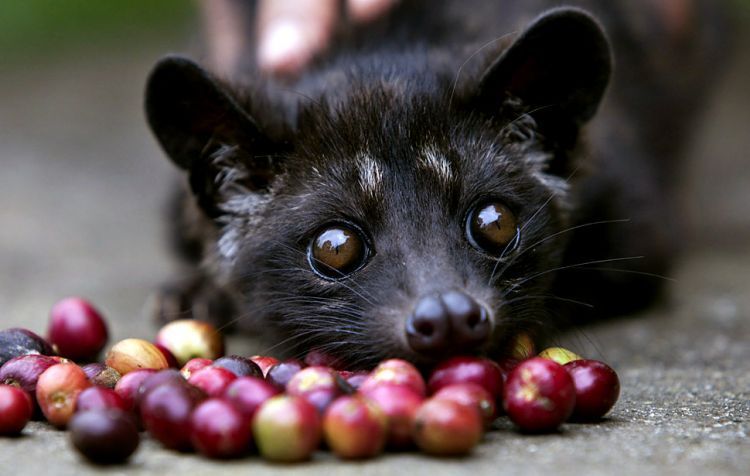 Luwak bukanlah mesin penggiling kopi