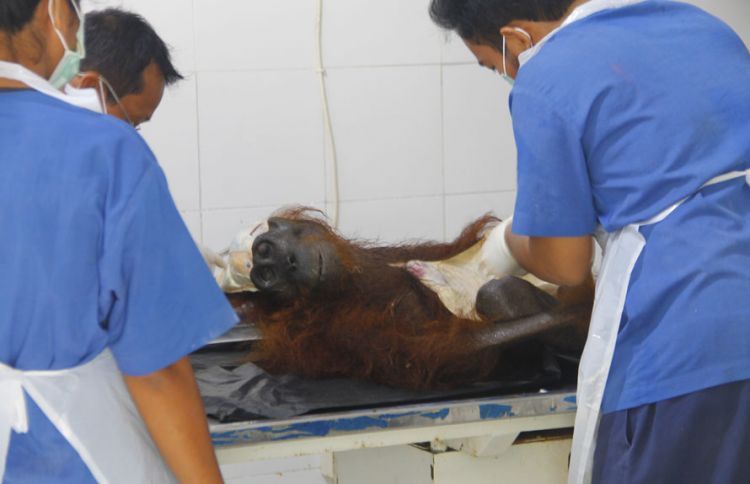 Orangutandengan 40 peluru bersarang di tubuhnya