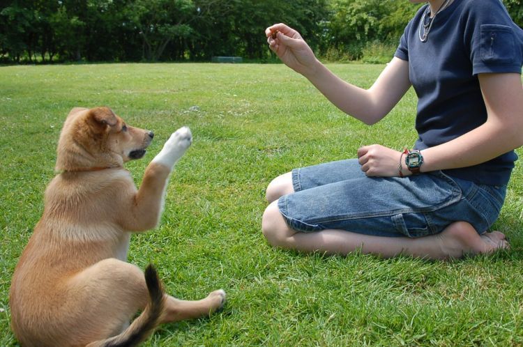 pelajari teknik melatih anjing