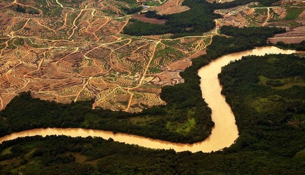 Rusaknya hutan akibat pembukaan kebun sawit