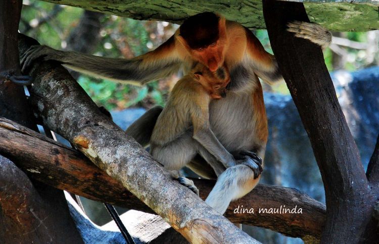 Satwa di Taman Safari Prigen, Jawa Timur