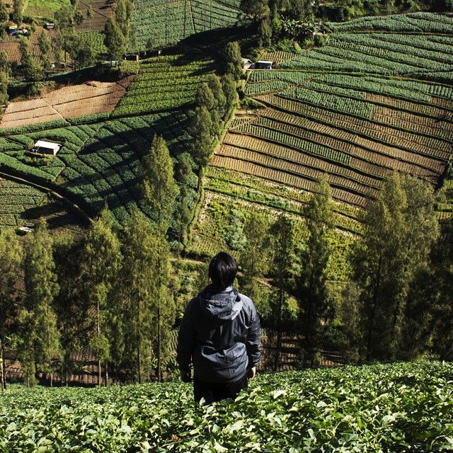 Pemandangan di Desa Ngadas