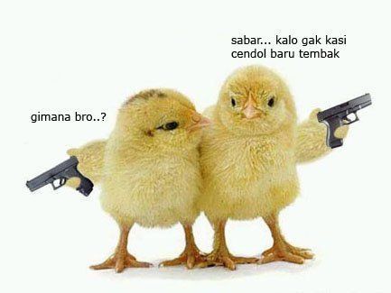 kenapa jadi ayam?