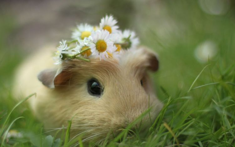 6955365-sweet-guinea-pig