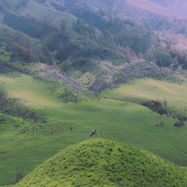 Lembah hijau Bromo