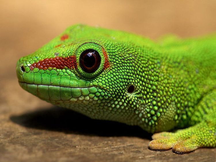 Baby-nice-iguana-face