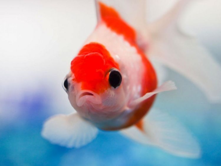 awesome-cute-beautiful-lionhead-goldfish-animal-pet-free