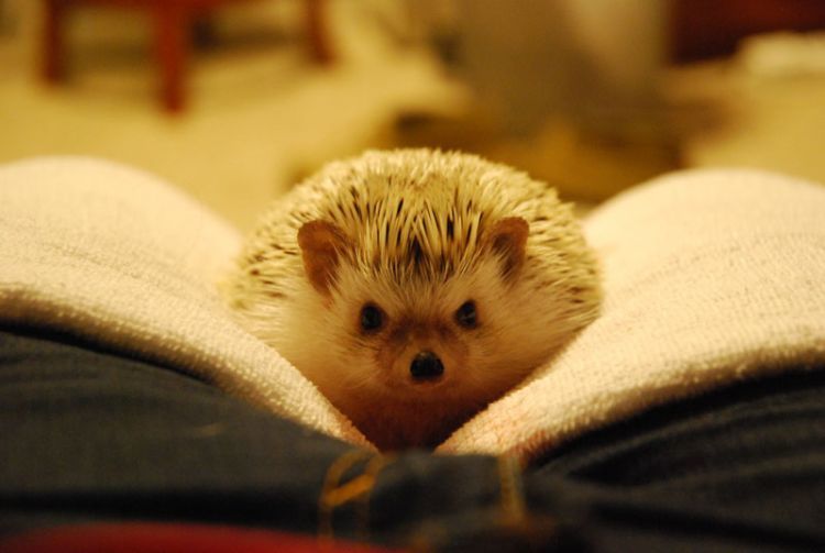 cute-hedgehog-wallpapers-3