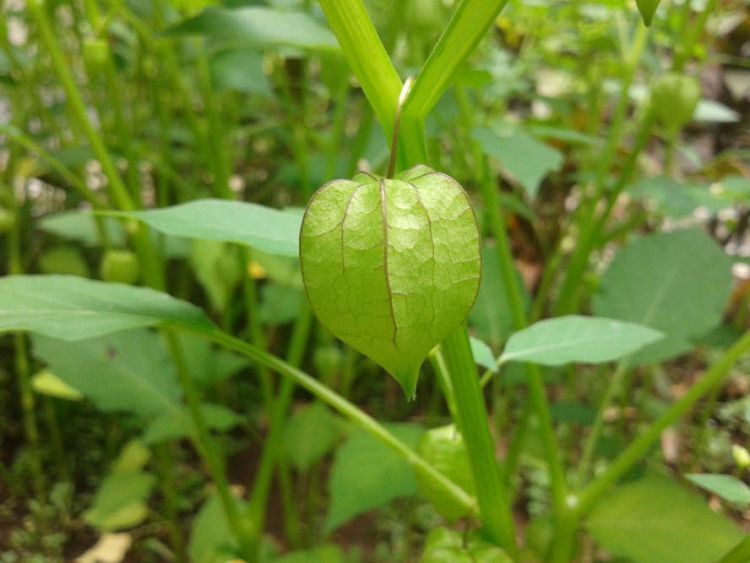 Buah yang bisa kamu makan tersembunyi di balik kuncup ini.