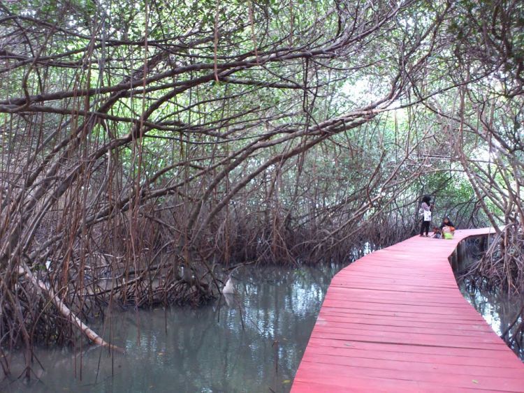 Hutan Mangrove Pasarbanggi