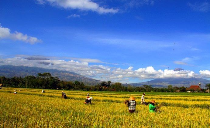 Temanggung: Wisata Elok yang Tersembunyi di Tengah Pulau Jawa