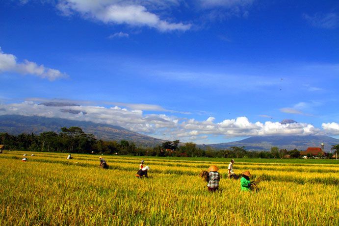 Temanggung: Wisata Elok yang Tersembunyi di Tengah Pulau Jawa