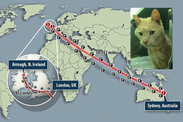 Kisah Kucing Misterius yang Hilang di Australia dan Ditemukan di Irlandia Utara!