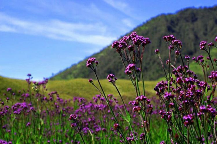 Padang lavender di Oro-oro Ombo