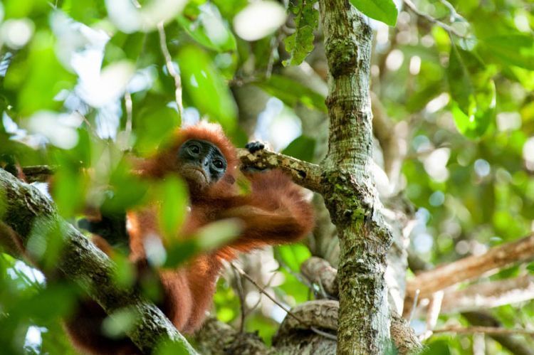 Kera Merah, salah satu penghuni hutan lindung sungai Wain