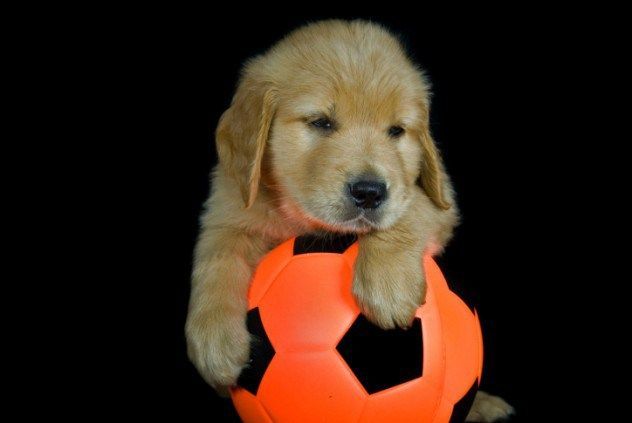 anjing pecinta sepak bola