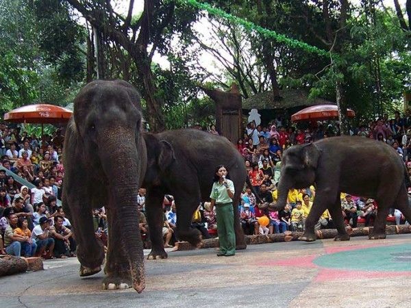 Melihat pertunjukan gajah