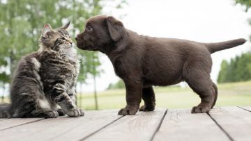 10 Perbedaan Paling Jelas Antara Kamu yang Sayang Anjing dan Kamu yang Lebih Suka Kucing