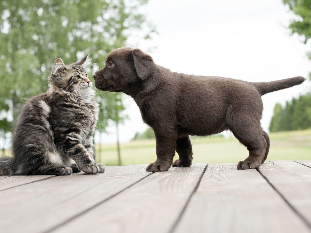 10 Perbedaan Paling Jelas Antara Kamu yang Sayang Anjing dan Kamu yang Lebih Suka Kucing