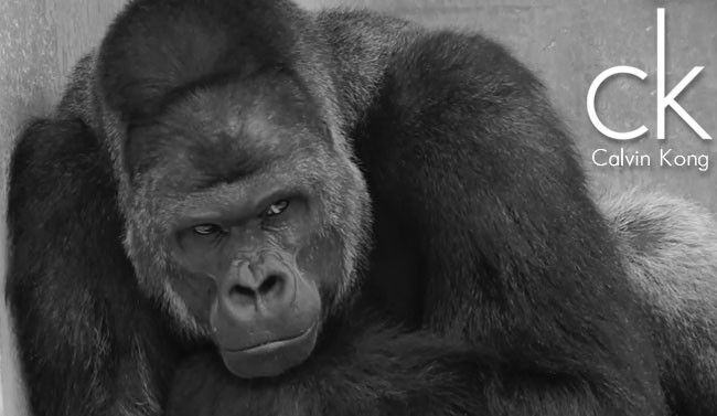 sexy-gorilla-Shabani-Japan-Higashiyama-Zoo-Calvin-Klein-650x377