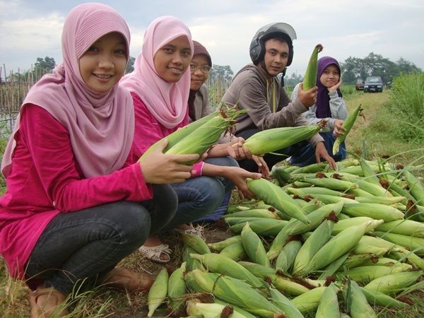 Memanen jagung dulu yuk