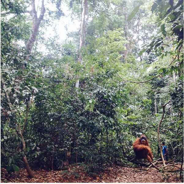 Taman nasional di Indonesia