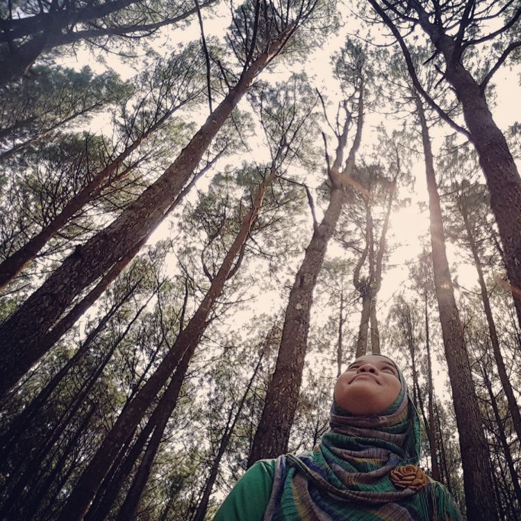 Hutan Pinus di Mangunan. Surga Jogja di bagian selatan