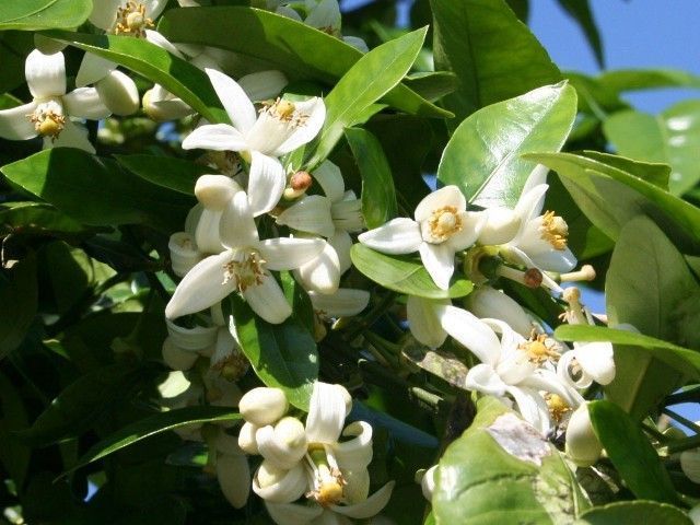 Neroli Oil