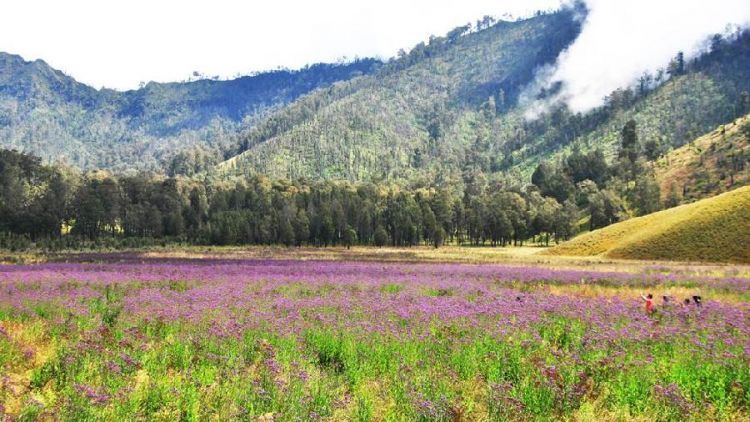 7 Sabana Terindah di Pulau Jawa yang Akan Membuatmu Bersyukur Dilahirkan di Indonesia