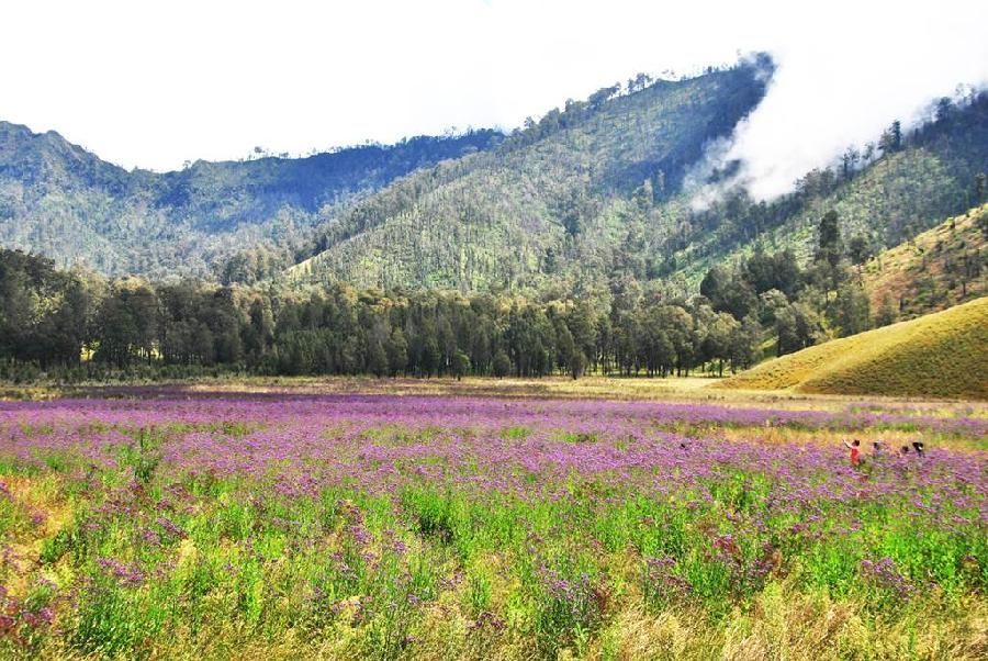 7 Sabana Terindah di Pulau Jawa yang Akan Membuatmu Bersyukur Dilahirkan di Indonesia