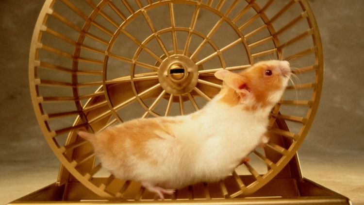 Hamsterku Sayang, Kuyakin Kita Kelak Dipertemukan Di Kehidupan Mendatang