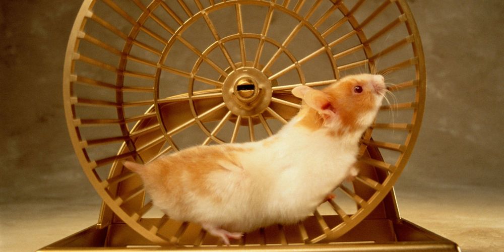 Hamsterku Sayang, Kuyakin Kita Kelak Dipertemukan Di Kehidupan Mendatang