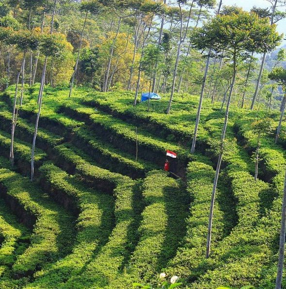 Ini bukan di Puncak Bogor, ini hanya di Kulon Progo