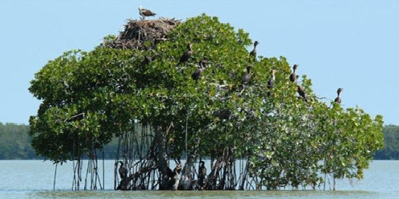 Hutan Mangrove di tanjung jabung