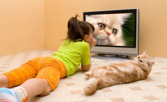 Nonton bareng kucing