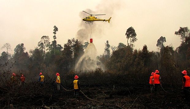 Entah kamu masih bisa melihat hutan atau tidak