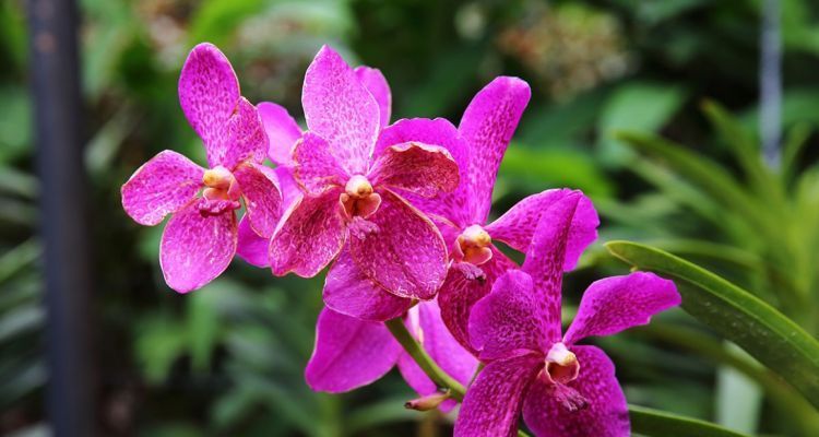 Anggrek cantik di Singapore Botanic Garden