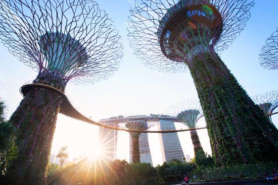 Pohon yang luar biasa tingginya (Kredit: Singapore Tourism Board)