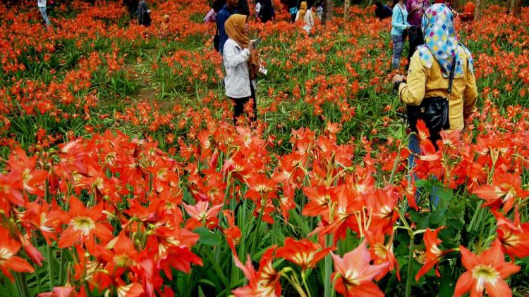 Lily di Gunung Kidul, Sensasi Eropa di Indonesia